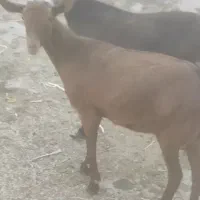 بز های سانن الپاین ماده|حیوانات مزرعه|خسروشاه, |دیوار