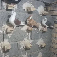 فروش ،قهره سیاه و سرخ|پرنده|داراب, |دیوار