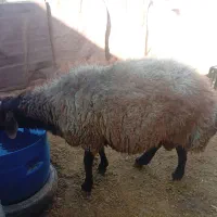 گوسفند
