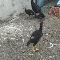 بوقلمون و جوجه لاری|حیوانات مزرعه|نقده, |دیوار