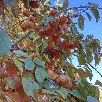 خرمالو انبه ای|خوردنی و آشامیدنی|چگنی, |دیوار