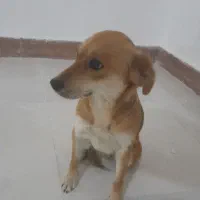 واگذاری سگ ماده پاکوتاه