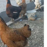 فروش تخم مرغ دیلگونی