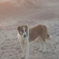 سگ گله گی|حیوانات مزرعه|میان جلگه, |دیوار