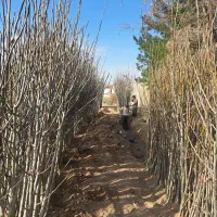 نهال گردو سردسیری زودبازده