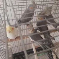 عروس هلندی|پرنده|اندیشه, اندیشه فاز ۲|دیوار