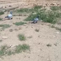 جوجه پلاکی فروشی