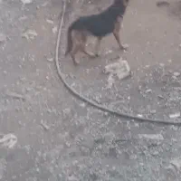 سگ گرگی ماده|سگ|نیشابور, بکاول|دیوار