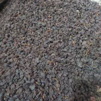 کشمش گوشتی  شیرین افتابی پلویی وخوراکی