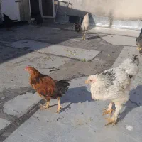 مرغ وخروس|حیوانات مزرعه|مشکین‌دشت, |دیوار