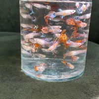 ماهی گوپی بالغ و بچه|ماهی|هشتگرد, شهرک آفتاب|دیوار