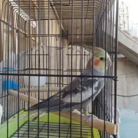 عروس هلندی نر سخنگو