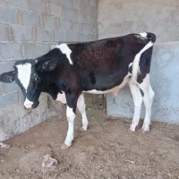 دوعدد گوساله نر جنس هلشتاین‌