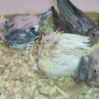 جوجه عروس سرلاکی|پرنده|جهرم, |دیوار