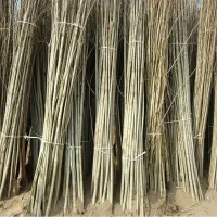 نهال صنوبر برای فضای سبز و زراعت چوب