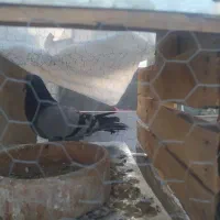 کبوتر|پرنده|همدان, |دیوار