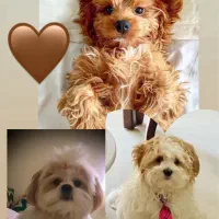 پرستار گربه