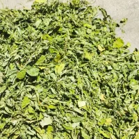 سبزی خشک|خوردنی و آشامیدنی|شیراز, گل سرخ|دیوار