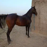 مادیون کرد|اسب و تجهیزات اسب‌سواری|ورامین, خیر آباد|دیوار