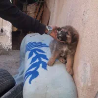 توله|سگ|کرمانشاه, |دیوار