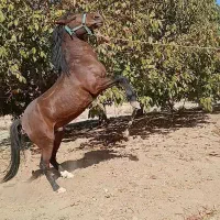 اسب کرد مخصوص سواری|اسب و تجهیزات اسبسواری|همدان, |دیوار