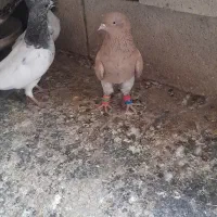 فروشی کله ای وچپی رامشیر|پرنده|بندر ماهشهر, |دیوار