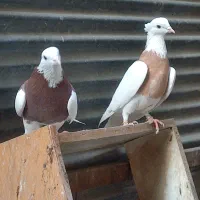 طوقی مهر زینتی|پرنده|ری, اقدسیه|دیوار