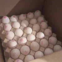 پخش عمده و جزئی تخم مرغ تاریخ به روز