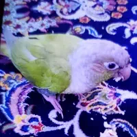گم شده
