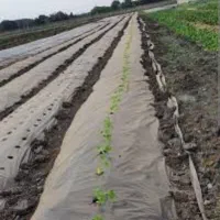 روکش کشاورزی و درختی(مالچ)|خدمات باغبانی و درختکاری|تربت جام, اسماعیل آباد|دیوار