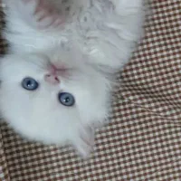 بچه گربه پرشین عروسکی چشم ابی|گربه|یزد, |دیوار