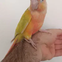 طوطی گرینچیک سانچیک ردچیک