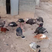 بوقلمون برزیلی ماده|حیوانات مزرعه|شیروان (خراسان), |دیوار