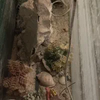 آکواریم|ماهی|زاهدان, |دیوار