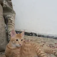 گربه ۲عدد ۳ماهه واگذاری رایگان