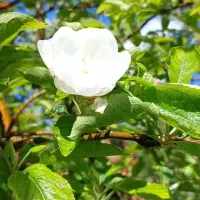 رحم اجاره