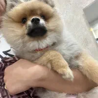 سگ پامر خرسی نر