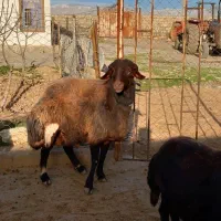 قوچ افشار قزل