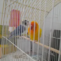 یک جفت کوتوله برزیلی|پرنده|اردکان, |دیوار