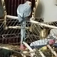 عروس هلندی  نر خیلی خوب سرحال آواز  خان