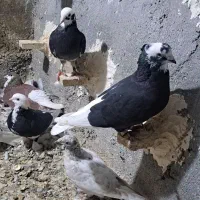 کفترپرشی همه باهم فروش فوری