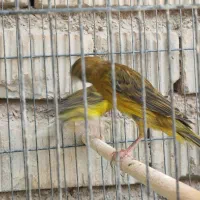 قناری|پرنده|شیراز, کرونی(خاتونک)|دیوار