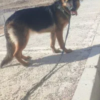 سگ ژرمن شپرد|سگ|پردیس, فاز ۱۱|دیوار