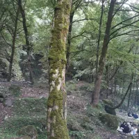 لباس گمشد لباس مردانه