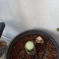 گلهای  خانگی|گل و گیاه طبیعی|نیشابور, بزرگمهر|دیوار