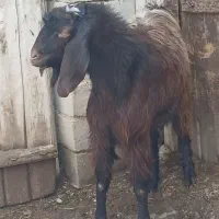 بز نر یک ساله|حیوانات مزرعه|شاهین دژ, |دیوار