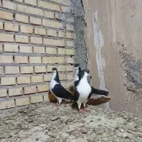 پرنده