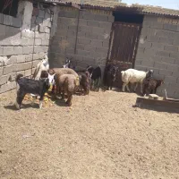 کهره و بره چاق|حیوانات مزرعه|مرودشت, نقش رستم|دیوار