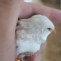 فنچ الماسی مولد|پرنده|تهران, اسکندری|دیوار