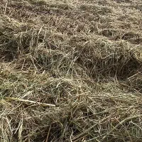 برنج چمپا ناغون